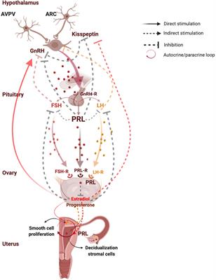 The Interplay Between Prolactin and Reproductive System: Focus on Uterine Pathophysiology